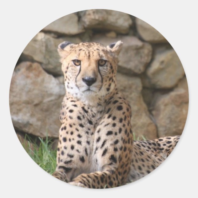 Pegatina Redonda Cheetah (Anverso)