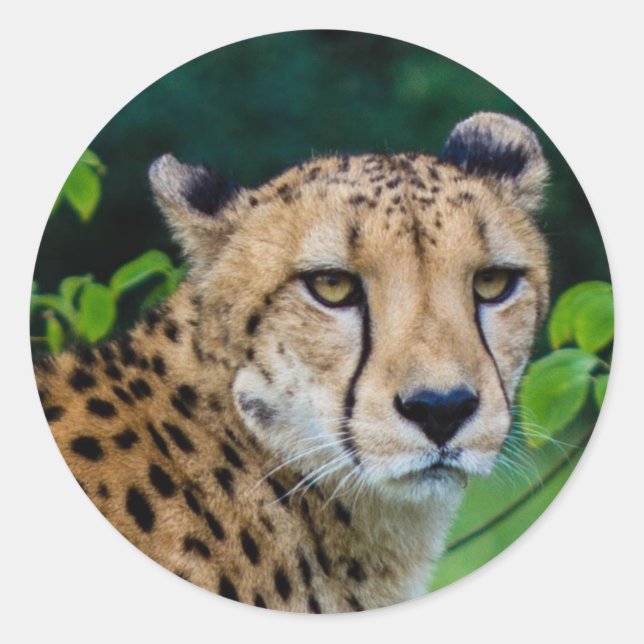Pegatina Redonda Cheetah (Anverso)