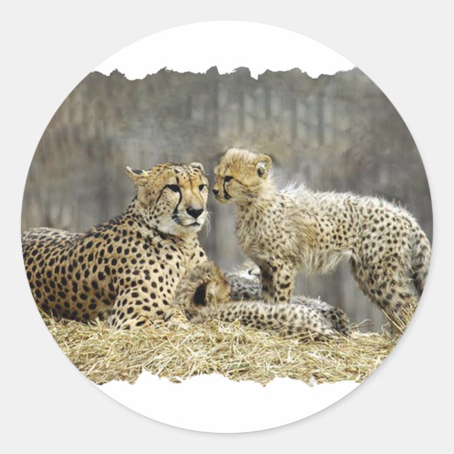 Pegatina Redonda Cheetah-a-Cubs (Anverso)