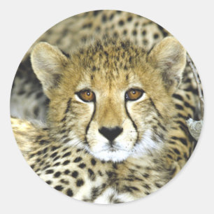 Pegatina Redonda Cheetah Cub 2