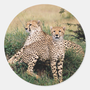 Pegatina Redonda Cheetah Pair