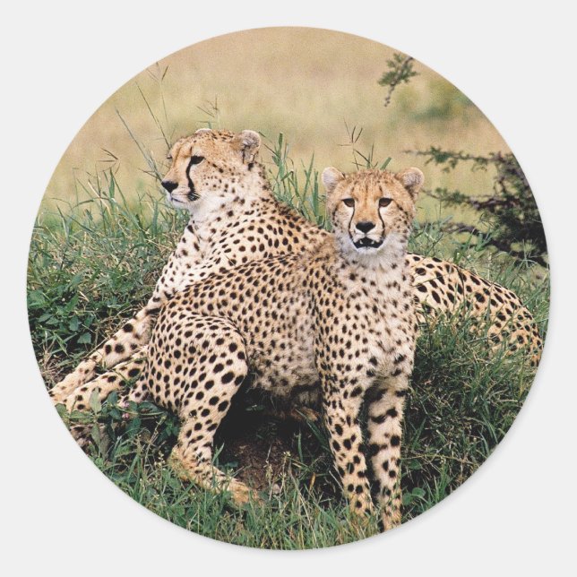 Pegatina Redonda Cheetah Pair (Anverso)