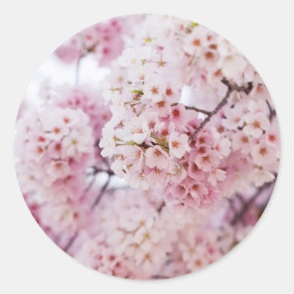 Pegatina Redonda Cherry Blossoms