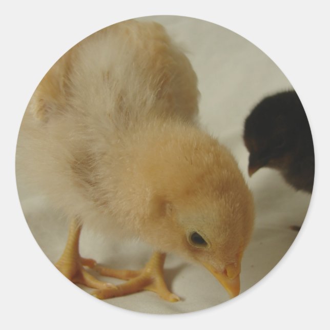 Pegatina Redonda Chick Close (Anverso)