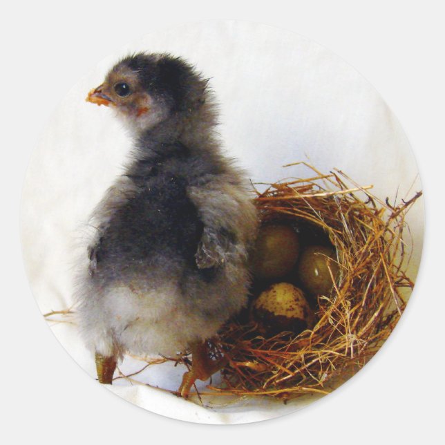 Pegatina Redonda Chick con nido (Anverso)