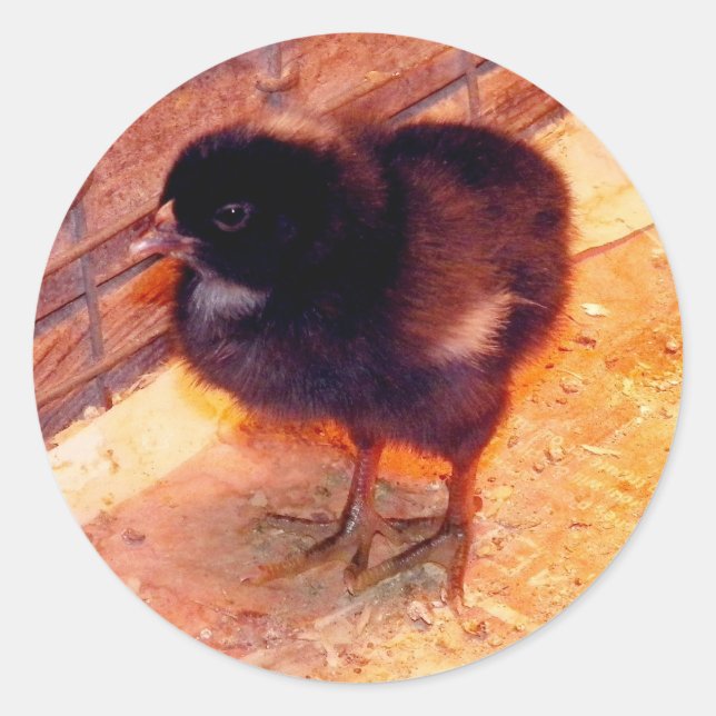 Pegatina Redonda Chick recién nacido (2) (Anverso)