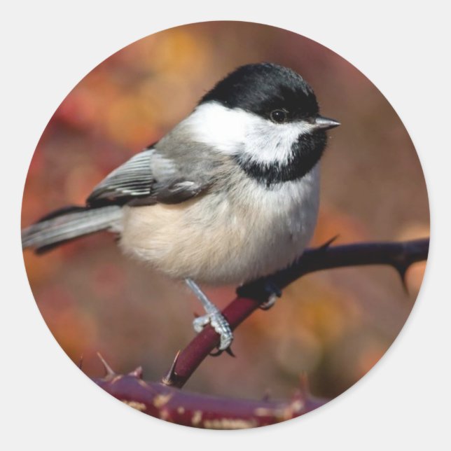 Pegatina Redonda Chickadee (Anverso)