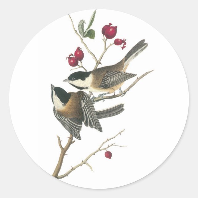 Pegatina Redonda Chickadee con gorra negra, John Audubon (Anverso)