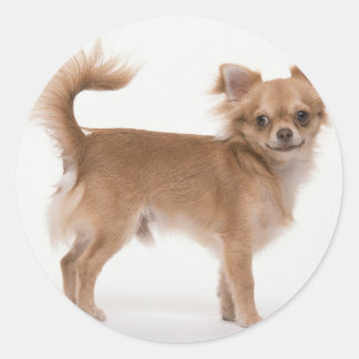 Pegatina Redonda Chihuahua