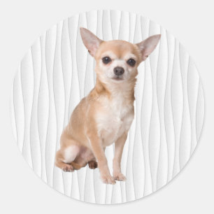 Pegatina Redonda Chihuahua