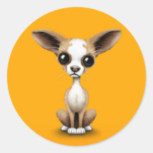 Pegatina Redonda Chihuahua curiosa linda con los oídos grandes en