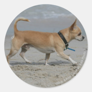 Pegatina Redonda Chihuahua en la playa