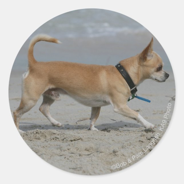 Pegatina Redonda Chihuahua en la playa (Anverso)