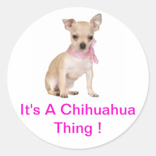 Pegatina Redonda Chihuahua es un chihuahua