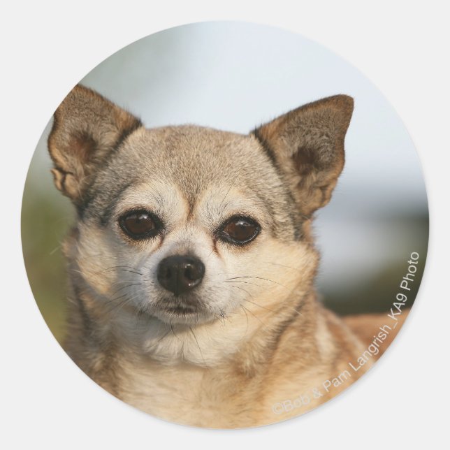Pegatina Redonda Chihuahua Headshot (Anverso)