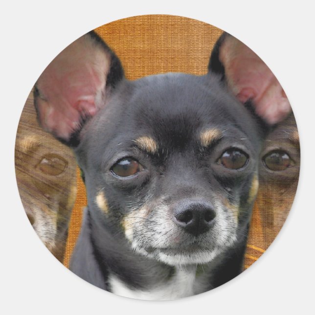 Pegatina Redonda Chihuahua Isabella Cresent Luna (Anverso)