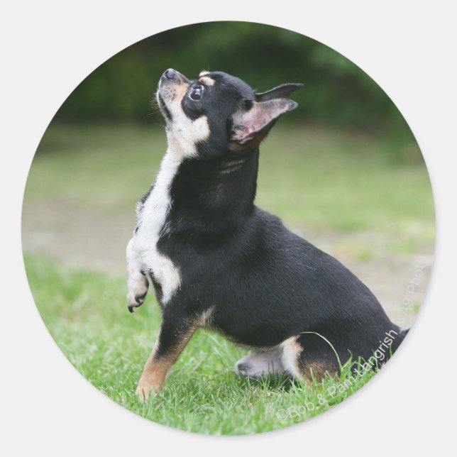 Pegatina Redonda Chihuahua negro y crema (Anverso)