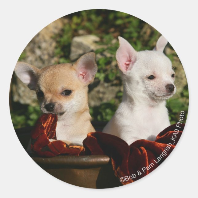 Pegatina Redonda Chihuahua Puppies (Anverso)