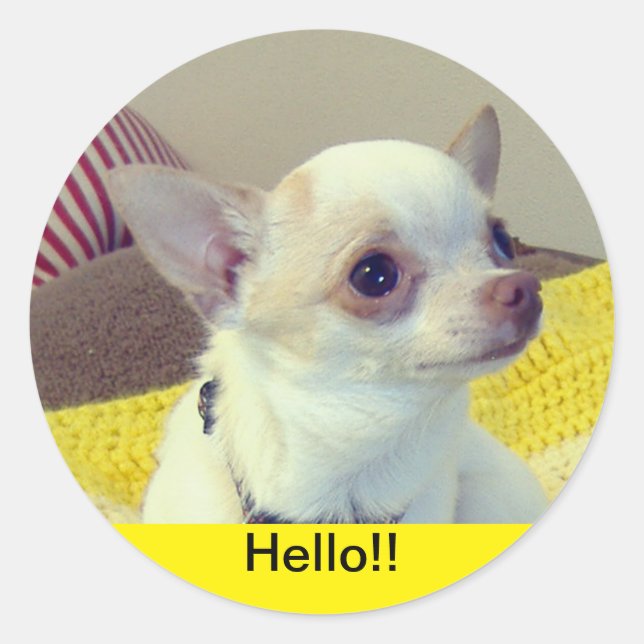 Pegatina Redonda Chihuahua Puppy  (Anverso)