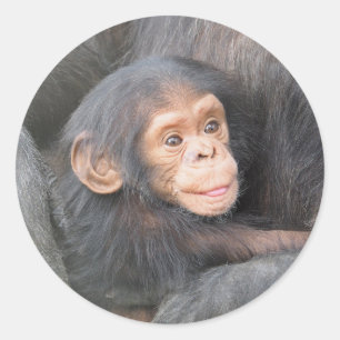 Pegatina Redonda Chimpanzee