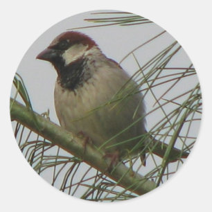 Pegatina Redonda Chip Sparrow