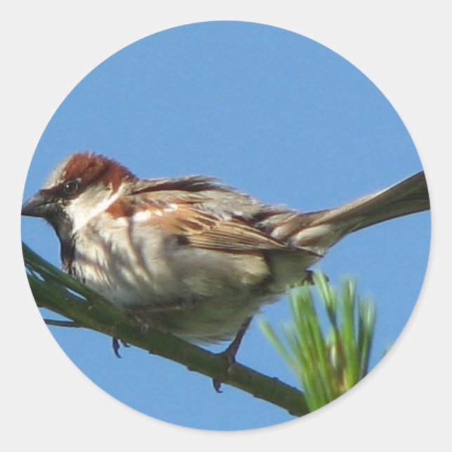 Pegatina Redonda Chip Sparrow (Anverso)