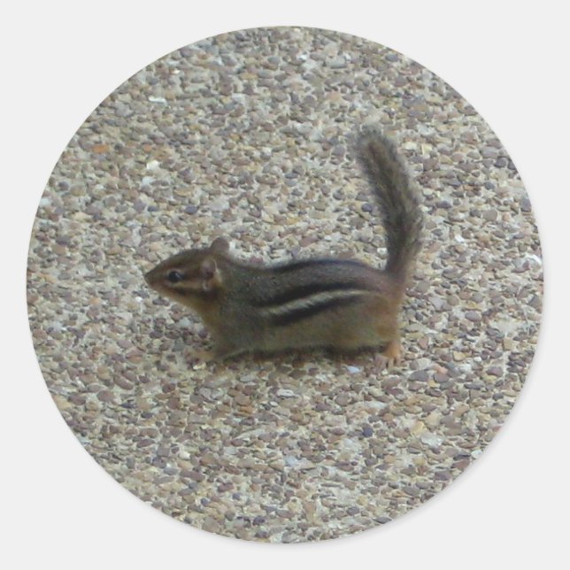 Pegatina Redonda Chipmunk (Anverso)