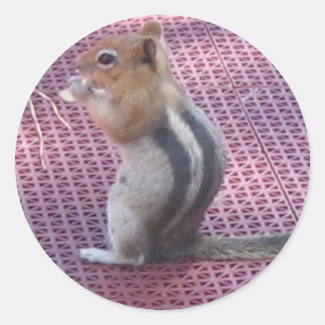 Pegatina Redonda Chipmunk (Anverso)