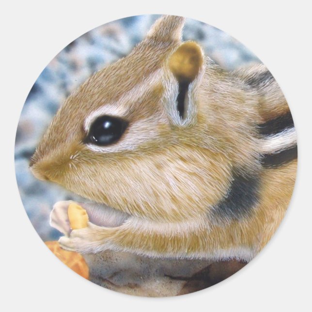 Pegatina Redonda Chipmunk (Anverso)