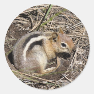 Pegatina Redonda Chipmunk