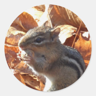 Pegatina Redonda Chipmunk Adorable con cacahuete