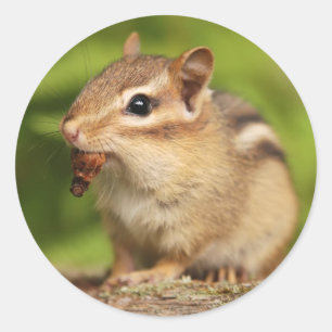 Pegatina Redonda Chipmunk adorable del bebé con bocado