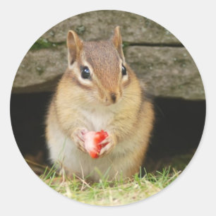 Pegatina Redonda chipmunk bebé con fresa