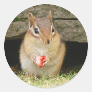Pegatina Redonda chipmunk bebé con fresa
