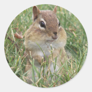 Pegatina Redonda Chipmunk cheeks