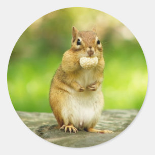 Pegatina Redonda Chipmunk con la invitación