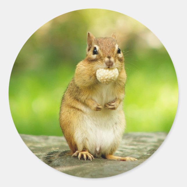 Pegatina Redonda Chipmunk con tratamiento (Anverso)