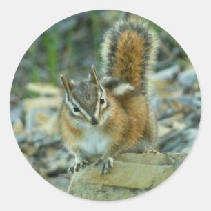 Pegatina Redonda Chipmunk en el Parque Nacional Glaciar