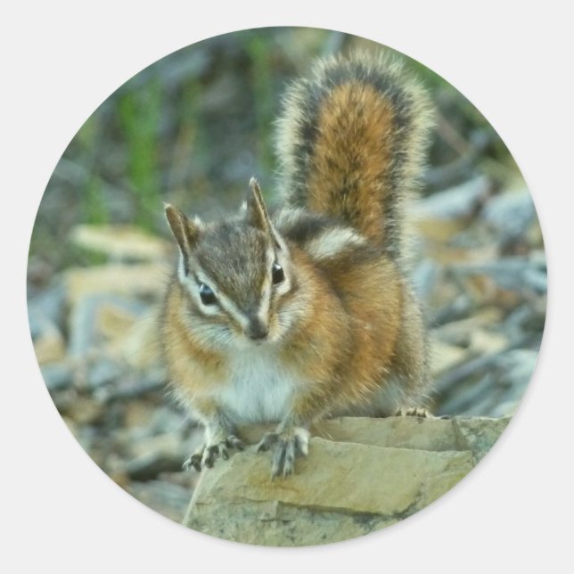 Pegatina Redonda Chipmunk en el Parque Nacional Glaciar (Anverso)