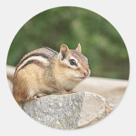 Pegatina Redonda Chipmunk en una roca