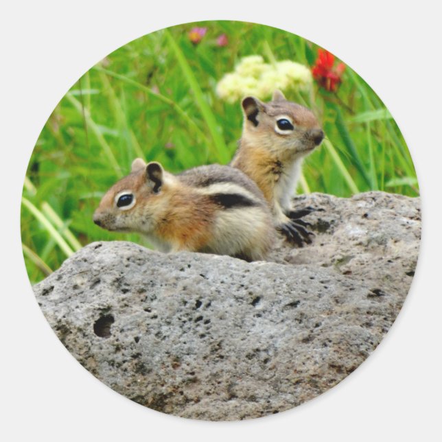 Pegatina Redonda Chipmunks y flores silvestres (Anverso)