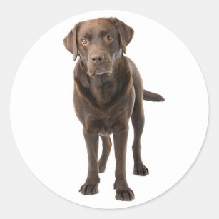 Pegatina Redonda Chocolate Brown Labrador Recuperador Perro Cachorr