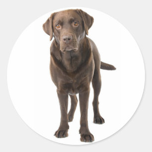Pegatina Redonda Chocolate Brown Labrador Recuperador Perro Cachorr