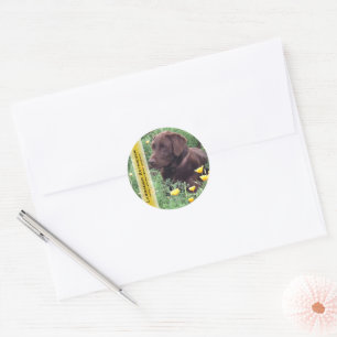 Pegatina Redonda Chocolate Lab en California Poppy Patch Personaliz