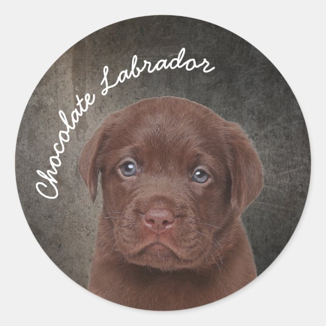 Pegatina Redonda Chocolate Labrador (Anverso)