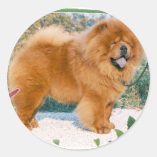 Pegatina Redonda Chow Chow