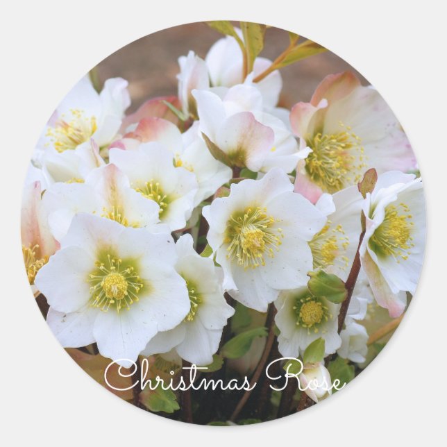Pegatina Redonda Christmas Rose [Round Seal] (Anverso)