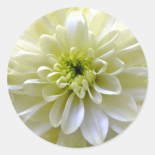 PEGATINA REDONDA CHRYSANTHEMUM