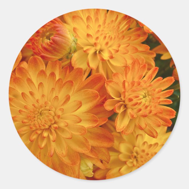 Pegatina Redonda Chrysanthemum, Naranja de incendios (Anverso)