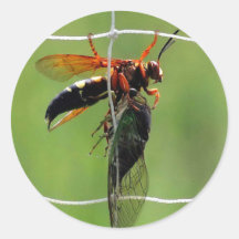 Cíclada avispa con cigarra muerta